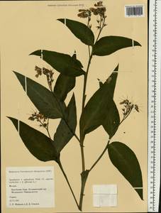 Symphytum ×uplandicum Nyman, Восточная Европа, Московская область и Москва (E4a) (Россия)