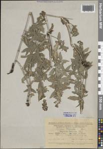 Подмаренник мареновидный L., Восточная Европа, Нижневолжский район (E9) (Россия)