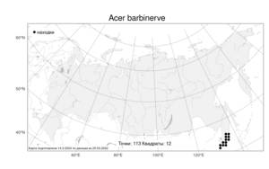 Acer barbinerve, Клен бородатый Maxim., Атлас флоры России (FLORUS) (Россия)