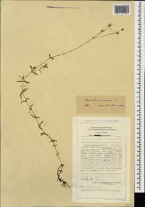 Ясколка полевая L., Кавказ, Ставропольский край, Карачаево-Черкесия, Кабардино-Балкария (K1b) (Россия)