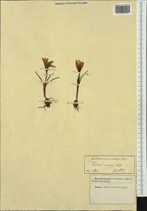Crocus vernus (L.) Hill, Западная Европа (EUR) (Неизвестно)