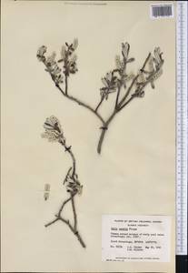 Ива белоснежная Flüggé ex Willd., Америка (AMER) (Канада)