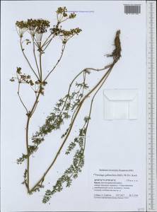 Lophosciadium galbaniferum (Mill.) Lyskov & Akalın, Крым (KRYM) (Россия)