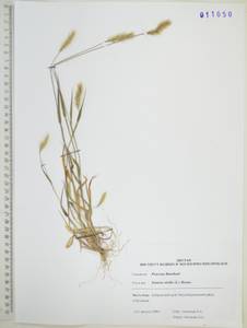 Щетинник зеленый (L.) P.Beauv., Сибирь, Дальний Восток (S6) (Россия)