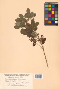 Леспедеца двуцветная Turcz., Сибирь, Дальний Восток (S6) (Россия)