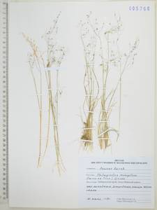 Ковылечек монгольский (Turcz. ex Trin.) Griseb., Сибирь, Дальний Восток (S6) (Россия)