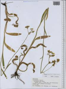 Pilosella echioides subsp. echioides, Восточная Европа, Центральный лесостепной район (E6) (Россия)