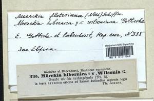Moerckia hibernica (Hook.) Gottsche, Гербарий мохообразных, Мхи - Западная Европа (BEu) (Дания)