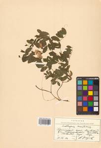 Lathyrus japonicus var. maritimus (L.) J.T.Kartesz & Gandhi, Сибирь, Дальний Восток (S6) (Россия)