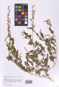 Лебеда татарская L., Восточная Европа, Московская область и Москва (E4a) (Россия)