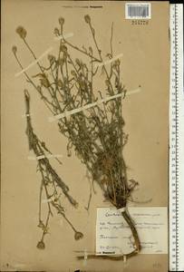Василек песчаный M. Bieb. ex Willd., Восточная Европа, Ростовская область (E12a) (Россия)