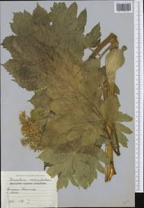 Heracleum sphondylium subsp. ternatum (Velen.) Brummitt, Западная Европа (EUR) (Болгария)