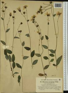 Hieracium laevigatum subsp. deltophylloides Zahn, Западная Европа (EUR) (Австрия)