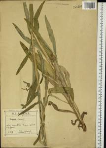 Колокольчик жестковолосистый L., Восточная Европа, Центральный район (E4) (Россия)