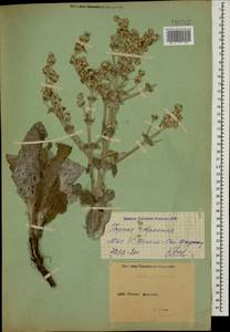 Шалфей эфиопский L., Кавказ, Армения (K5) (Армения)