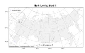 Bothriochloa bladhii (Retz.) S.T.Blake, Атлас флоры России (FLORUS) (Россия)