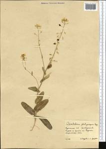 Бумагоплодник плоский (Bunge) Bunge, Средняя Азия и Казахстан, Каракумы (M6) (Туркмения)