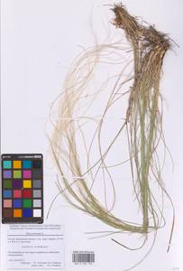 Ковыль перистый L., Восточная Европа, Московская область и Москва (E4a) (Россия)