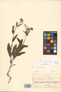 Picris hieracioides subsp. hieracioides, Восточная Европа, Нижневолжский район (E9) (Россия)