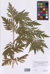 Зюзник высокий L.fil., Восточная Европа, Московская область и Москва (E4a) (Россия)