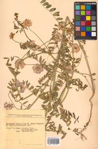 Вязель пестрый, Вязель разноцветный L., Сибирь, Дальний Восток (S6) (Россия)