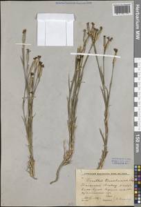 Гвоздика Кушакевича Regel & Schmalh., Средняя Азия и Казахстан, Западный Тянь-Шань и Каратау (M3) (Киргизия)