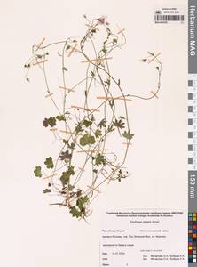 Камнеломка сибирская L., Сибирь, Якутия (S5) (Россия)