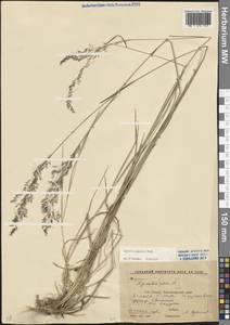 Полевица гигантская Roth, Кавказ, Ставропольский край, Карачаево-Черкесия, Кабардино-Балкария (K1b) (Россия)