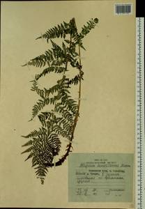 Pseudathyrium alpestre subsp. americanum (Butters), Сибирь, Дальний Восток (S6) (Россия)