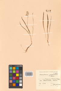 Anticlea sachalinensis (F.Schmidt) Zomlefer & Judd, Сибирь, Дальний Восток (S6) (Россия)