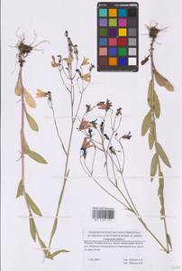 Колокольчик раскидистый L., Восточная Европа, Московская область и Москва (E4a) (Россия)