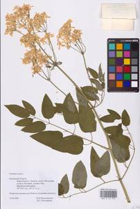 Ломонос прямой L., Восточная Европа, Центральный район (E4) (Россия)