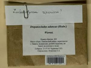 Drepanocladus aduncus (Hedw.) Warnst., Гербарий мохообразных, Мхи - Архангельская и Вологодская области, Коми, Ненецкий АО (B7) (Россия)