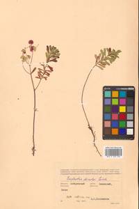 Молочай острый, Сибирь, Дальний Восток (S6) (Россия)