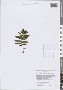 Рдест пронзеннолистный, Рдест стеблеобъемлющий L., Сибирь, Прибайкалье и Забайкалье (S4) (Россия)