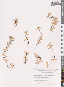 Пузырчатка средняя  Hayne, Сибирь, Чукотка и Камчатка (S7) (Россия)