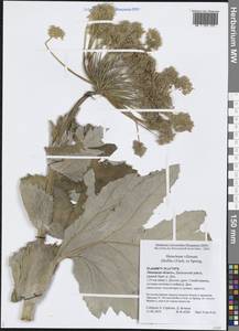 Heracleum villosum (Hoffm.) Fisch. ex Spreng., Восточная Европа, Центральный лесостепной район (E6) (Россия)
