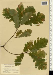 Дуб скальный (Matt.) Liebl., Крым (KRYM) (Россия)