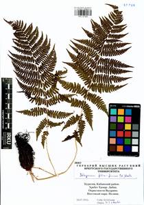 Кочедыжник женский (L.) Roth, Сибирь, Прибайкалье и Забайкалье (S4) (Россия)