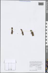 Acorus americanus subsp. triqueter, Сибирь, Алтай и Саяны (S2) (Россия)