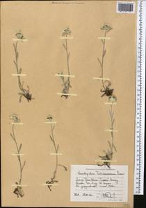 Leontopodium leontopodinum (DC.) Hand.-Mazz., Средняя Азия и Казахстан, Северный и Центральный Тянь-Шань (M4) (Киргизия)