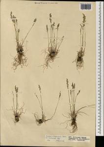 Мятлик оттянутый Trin., Монголия (MONG) (Монголия)