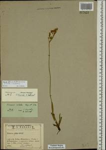 Pilosella cymosiformis (Froel.) Gottschl., Восточная Европа, Центральный район (E4) (Россия)