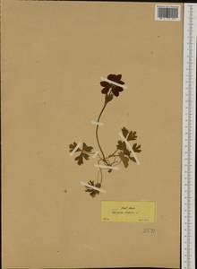 Anemone hortensis L., Западная Европа (EUR) (Греция)