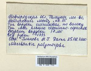 Marchantia polymorpha L., Гербарий мохообразных, Мхи - Новгородская и Псковская области (B5) (Россия)