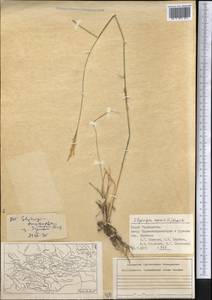 Пырейник ползучий (L.) Gould, Средняя Азия и Казахстан, Памир и Памиро-Алай (M2) (Таджикистан)