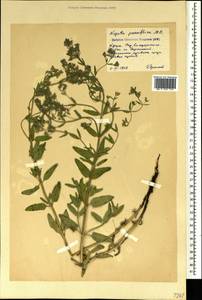 Nepeta ucranica subsp. parviflora (M.Bieb.) M.Masclans de Bolos, Крым (KRYM) (Россия)