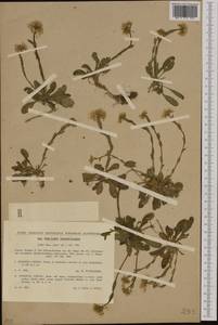Noccaea fendleri subsp. glauca (A. Nelson) Al-Shehbaz & M. Koch, Западная Европа (EUR) (Чехия)