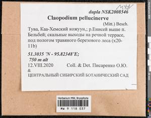 Claopodium pellucinerve (Mitt.) Best, Гербарий мохообразных, Мхи - Красноярский край, Тыва и Хакасия (B17) (Россия)