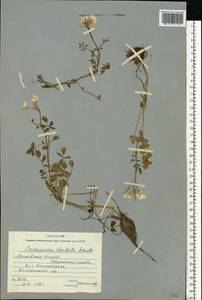 Cardamine pratensis subsp. dentata (Schult.) Celak., Восточная Европа, Московская область и Москва (E4a) (Россия)